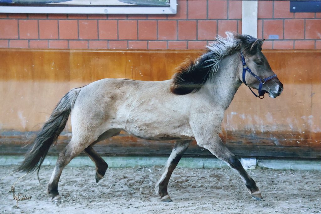Foto © Ulrich Neddens